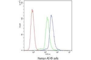 Flow cytometry testing of human A549 cells with SCRIB antibody at 1ug/10^6 cells (blocked with goat sera) (SCRIB Antikörper)