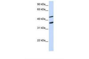 Image no. 1 for anti-Growth Arrest-Specific 7 (GAS7) (N-Term) antibody (ABIN6738404)