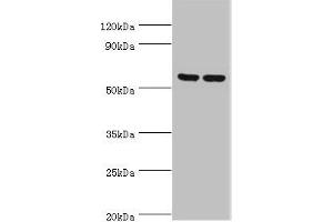 Western blot All lanes: 5-AMP-activated protein kinase subunit gamma-3 antibody at 5 μg/mL Lane 1: Hela whole cell lysate Lane 2: HepG2 whole cell lysate Secondary Goat polyclonal to rabbit IgG at 1/10000 dilution Predicted band size: 55, 52 kDa Observed band size: 55 kDa (PRKAG3 Antikörper  (AA 1-210))