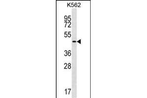 GIF Antibody (Center) (ABIN656899 and ABIN2846098) western blot analysis in K562 cell line lysates (35 μg/lane). (Intrinsic Factor Antikörper  (AA 189-218))