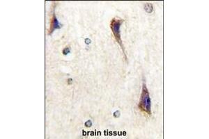 Formalin-fixed and paraffin-embedded human brain tissue reacted with CDK5R1(p35) Antibody (C-term) (ABIN1537017 and ABIN2841875) , which was peroxidase-conjugated to the secondary antibody, followed by DAB staining. (CDK5R1 Antikörper  (C-Term))