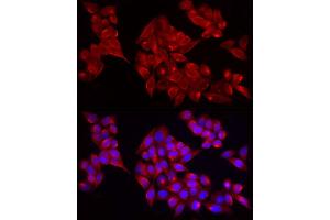 Immunofluorescence analysis of HeLa cells using  Rabbit pAb (ABIN7265439) at dilution of 1:25 (40x lens). (ADAMTS1 Antikörper  (AA 718-967))