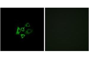 Immunofluorescence analysis of A549 cells, using OR51T1 Antibody. (OR51T1 Antikörper  (AA 201-250))