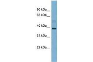 Image no. 1 for anti-Membrane-Associated Ring Finger (C3HC4) 8, E3 Ubiquitin Protein Ligase (MARCH8) (N-Term) antibody (ABIN6743134) (MARCH8 Antikörper  (N-Term))