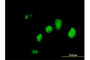 Immunofluorescence of purified MaxPab antibody to IFI16 on HeLa cell. (IFI16 Antikörper  (AA 1-729))