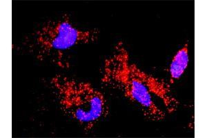 Proximity Ligation Analysis of protein-protein interactions between CASP6 and APP. (Caspase 6 Antikörper  (AA 1-293))