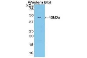 Western Blotting (WB) image for anti-Matrix Metallopeptidase 10 (Stromelysin 2) (MMP10) (AA 99-476) antibody (ABIN1078303) (MMP10 Antikörper  (AA 99-476))