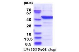 SDS-PAGE (SDS) image for Indoleamine 2,3-Dioxygenase 1 (IDO1) (AA 1-403) protein (His tag) (ABIN5853744) (IDO1 Protein (AA 1-403) (His tag))