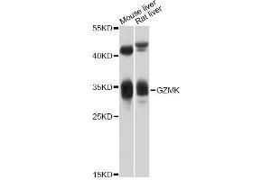 Western blot analysis of extracts of various cell lines, using GZMK antibody (ABIN5997866) at 1/1000 dilution. (GZMK Antikörper)