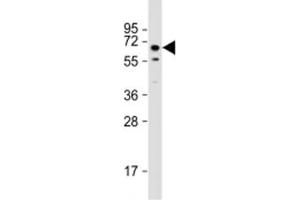 Western blot testing of mouse testis lysate with TOR1AIP1 antibody at 1:2000.