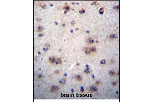 EVPLL Antibody (Center) (ABIN656246 and ABIN2845563) immunohistochemistry analysis in formalin fixed and paraffin embedded human brain tissue followed by peroxidase conjugation of the secondary antibody and DAB staining. (Envoplakin-Like Antikörper  (AA 118-146))