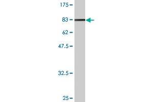 Western Blot detection against Immunogen (94. (NXF2 Antikörper  (AA 1-626))