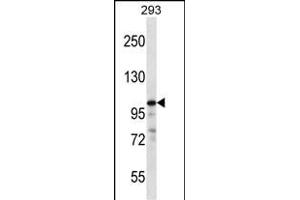 RASA1 Antibody (C-term) (ABIN656874 and ABIN2846075) western blot analysis in 293 cell line lysates (35 μg/lane).