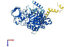 FMO4 Protein (AA 1-558) (His tag)