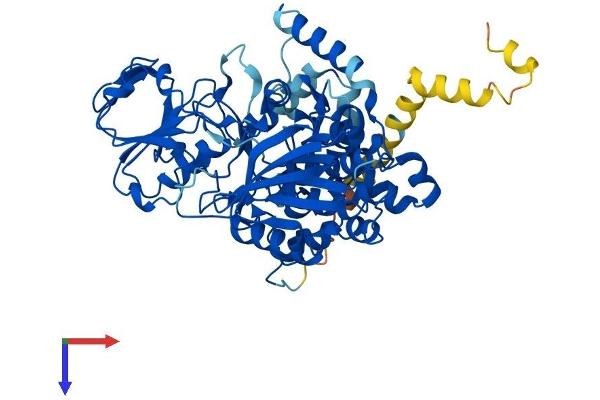 FMO4 Protein (AA 1-558) (His tag)