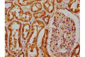 IHC image of ABIN7148257 diluted at 1:100 and staining in paraffin-embedded human kidney tissue performed on a Leica BondTM system. (COL4a5 Antikörper  (AA 1184-1235))