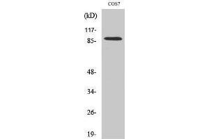 Western Blotting (WB) image for anti-SUMO1/sentrin Specific Peptidase 5 (SENP5) (C-Term) antibody (ABIN3186901) (SENP5 Antikörper  (C-Term))