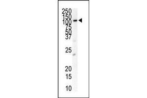 Western blot analysis of anti-PDGFRB Antibody (N-term) (ABIN392034 and ABIN2841803) in cell line lysates (35 μg/lane). (PDGFRB Antikörper  (N-Term))