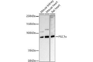 Western blot analysis of extracts of various cell lines, using PGC1α antibody  at 1:1000 dilution. (PPARGC1A Antikörper  (C-Term))