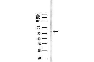 anti-Protein BANP (BANP) (C-Term) antibody