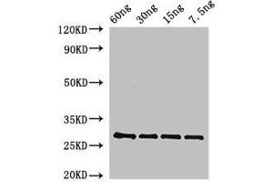 Western Blot Positive WB detected in Recombinant protein All lanes: BAS1 antibody at 2. (BAS1 (AA 66-266) Antikörper)