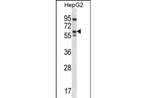 ERRFI1 Antibody (Center) (ABIN656489 and ABIN2845766) western blot analysis in HepG2 cell line lysates (35 μg/lane). (ERRFI1 Antikörper  (AA 257-286))