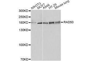Western blot analysis of extracts of various cell lines, using RAD50 antibody. (RAD50 Antikörper)