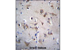 YIF1B Antibody (N-term) (ABIN656530 and ABIN2845795) immunohistochemistry analysis in formalin fixed and paraffin embedded human brain tissue followed by peroxidase conjugation of the secondary antibody and DAB staining. (YIF1B Antikörper  (N-Term))