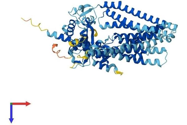Anoctamin 10 Protein (ANO10) (AA 1-660) (His tag)