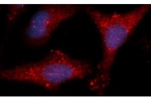 Immunofluorescence (IF) image for anti-Lactate Dehydrogenase B (LDHB) (AA 1-334) antibody (APC) (ABIN5565783)