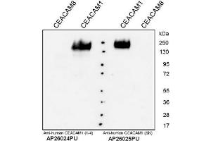 Western Analysis with anti-Human CEACAM1. (CEACAM1 Antikörper  (N-Term))