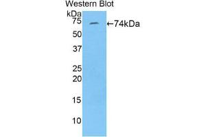 Western Blotting (WB) image for anti-Fibulin 4 (FBLN4) (AA 26-443) antibody (ABIN1858818) (FBLN4 Antikörper  (AA 26-443))