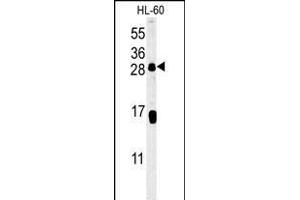 CD69 Antibody (Center) (ABIN651605 and ABIN2840320) western blot analysis in HL-60 cell line lysates (35 μg/lane). (CD69 Antikörper  (AA 119-148))