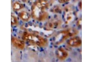 Used in DAB staining on fromalin fixed paraffin-embedded Kidney tissue (Caspase 7 Antikörper  (AA 207-303))