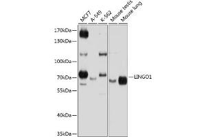 Western blot analysis of extracts of various cell lines, using LINGO1 antibody (ABIN6128188, ABIN6143246, ABIN6143247 and ABIN6224993) at 1:1000 dilution. (LINGO1 Antikörper  (AA 42-240))