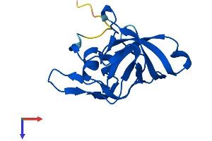 RPL23 Protein (AA 1-140) (His tag)