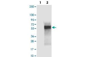 Western blot analysis of Lane 1: Negative control (vector only transfected HEK293T lysate), Lane 2: Over-expression Lysate (Co-expressed with a C-terminal myc-DDK tag (~3. (C4orf19 Antikörper)