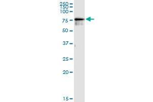 Immunoprecipitation of CDKN2AIP transfected lysate using anti-CDKN2AIP MaxPab rabbit polyclonal antibody and Protein A Magnetic Bead , and immunoblotted with CDKN2AIP purified MaxPab mouse polyclonal antibody (B01P) . (CDKN2AIP Antikörper  (AA 1-579))