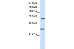 Western Blotting (WB) image for anti-Hairy and Enhancer of Split 6 (HES6) antibody (ABIN2460603) (HES6 Antikörper)