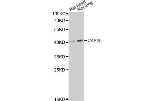 Western blot analysis of extracts of various cell lines, using CAPG Antibody. (CAPG Antikörper)
