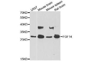 Western blot analysis of extracts of various cell lines, using FGF14 antibody. (FGF14 Antikörper  (AA 1-252))
