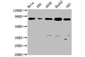 Western Blot Positive WB detected in: Hela whole cell lysate, 293 whole cell lysate, A549 whole cell lysate, HepG2 whole cell lysate, U87 whole cell lysate All lanes: BAG3 antibody at 0. (Rekombinanter BAG3 Antikörper)