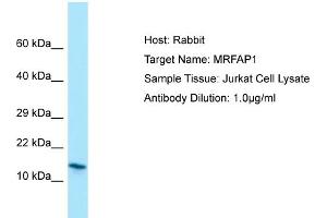 Host: RabbitTarget Name: MRFAP1Antibody Dilution: 1. (MRFAP1 Antikörper  (N-Term))
