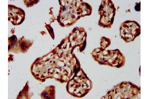 IHC image of ABIN7155695 diluted at 1:300 and staining in paraffin-embedded human placenta tissue performed on a Leica BondTM system. (GBX2 Antikörper  (AA 65-248))
