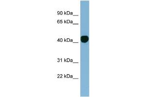 WB Suggested Anti-H2AFY  Antibody Titration: 0. (H2AFY Antikörper  (N-Term))