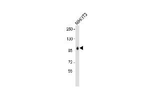 Anti-LONP1 Antibody (Center) at 1:2000 dilution + NIH/3T3 whole cell lysate Lysates/proteins at 20 μg per lane. (LONP1 Antikörper  (AA 389-418))