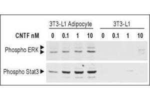 Recombinant rat CNTF protein differentially promotes the activation of STAT3 and ERK in adipocyte and preadipocyte 3T3 L1 cells.