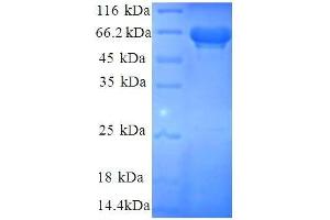 SDS-PAGE (SDS) image for Eukaryotic Translation Initiation Factor 3, Subunit I (EIF3I) (AA 1-323), (partial) protein (GST tag) (ABIN7479267)