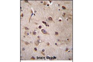 TSN Antibody (Center) (ABIN656310 and ABIN2845612) immunohistochemistry analysis in formalin fixed and paraffin embedded human brain tissue followed by peroxidase conjugation of the secondary antibody and DAB staining. (Translin Antikörper  (AA 109-138))