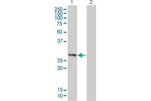 Western Blot analysis of HMGB1 expression in transfected 293T cell line by HMGB1 monoclonal antibody (M01), clone 1E6-E10. (HMGB1 Antikörper  (AA 1-215))